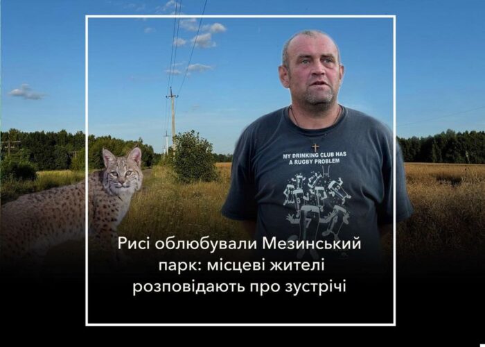 Рись у Мезинському парку: дивовижно, цікаво,  але і…небезпечно