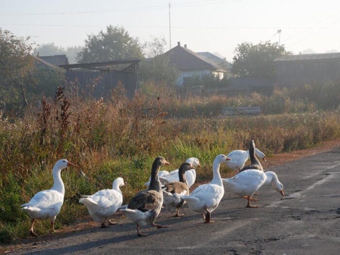 Доброго дня, громадо!🍁