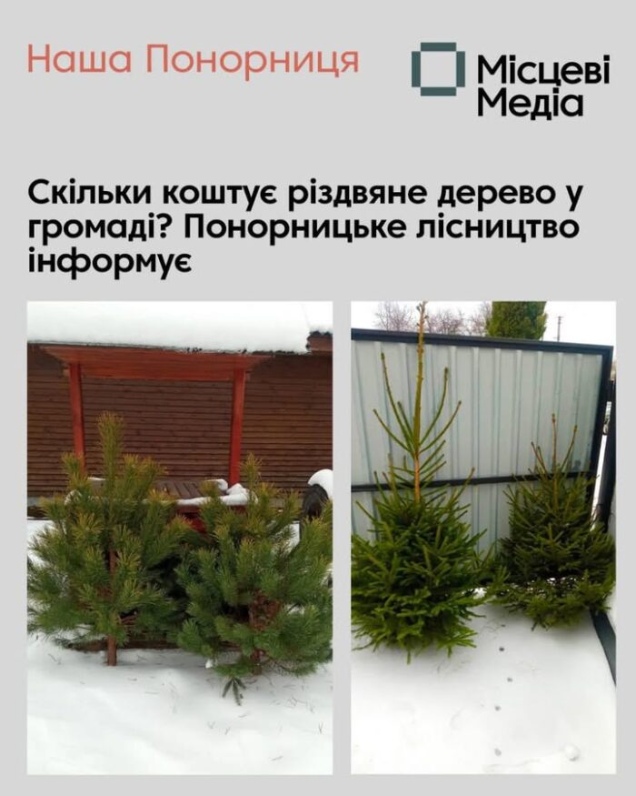 У Понорницькому лісництві стартував продаж новорічних ялинок та сосен