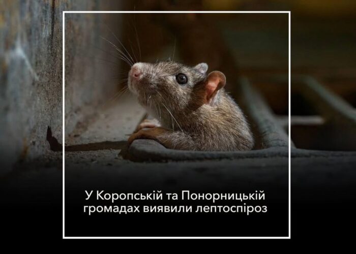 У Коропській та Понорницькій громадах зафіксовано випадки лептоспірозу