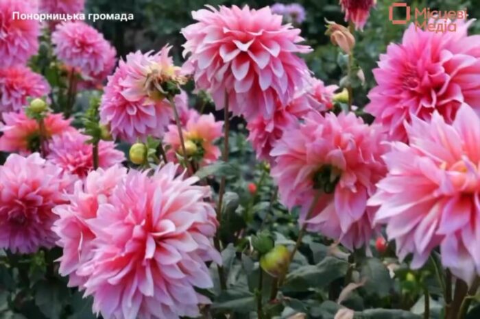 Справжня незалежність — це не лише свято на календарі. Це сила і любов у щоденних справах, у тому, що ми створюємо власними руками