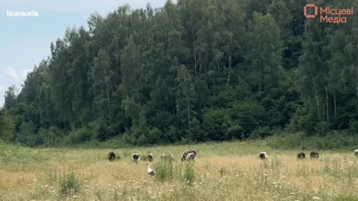 На пасовищі — подвійна варта: корови пасуться, а лелеки «контролюють якість трави»😊