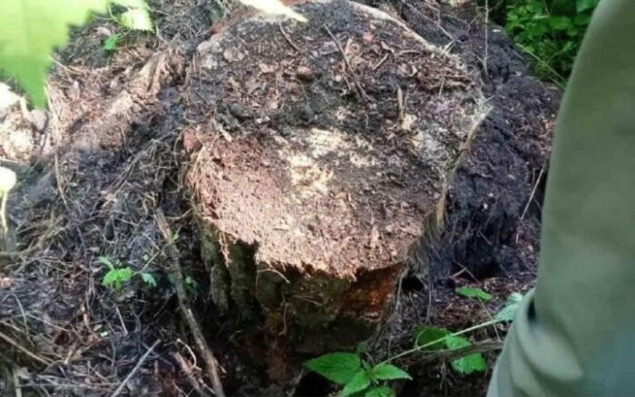Екоінспектори виявили незаконну вирубку лісу в Понорницькій громаді
